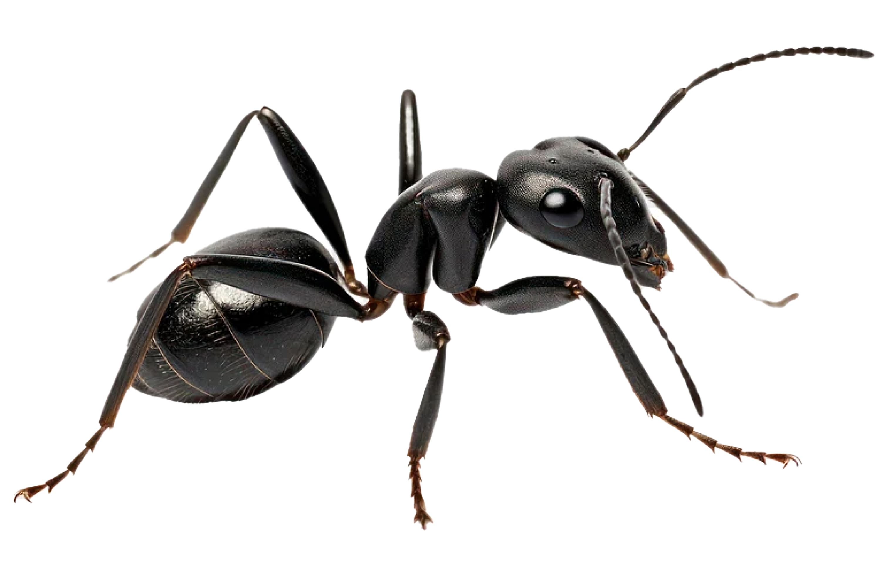 hardworking small insect