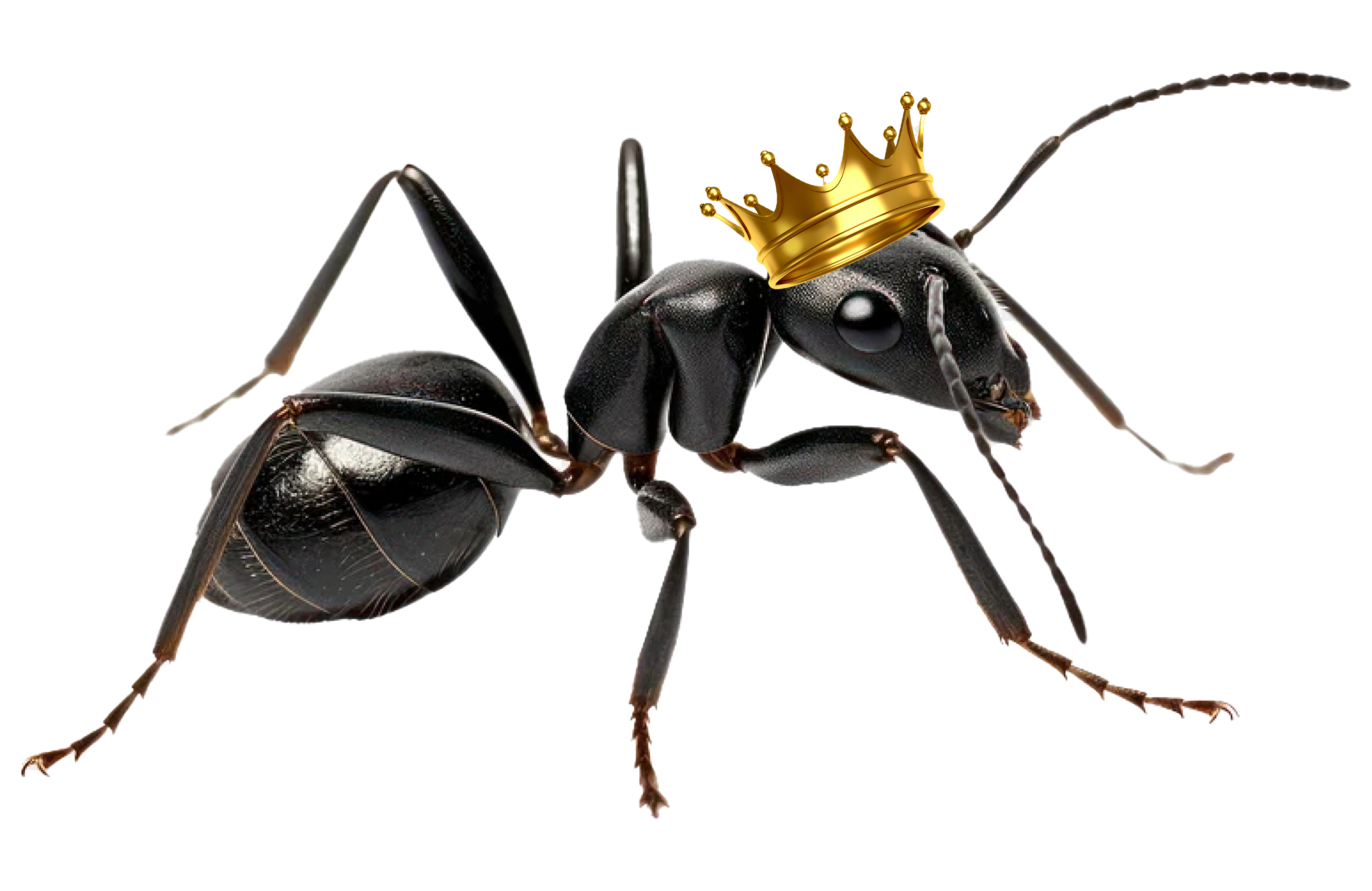 hardworking small insect